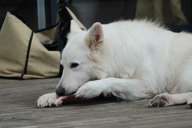 Free download Swiss White Shepherd Dog Animals -  free photo or picture to be edited with GIMP online image editor