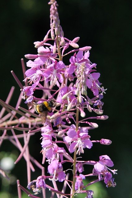 Free download Switzerland Lucerne Flower -  free photo or picture to be edited with GIMP online image editor