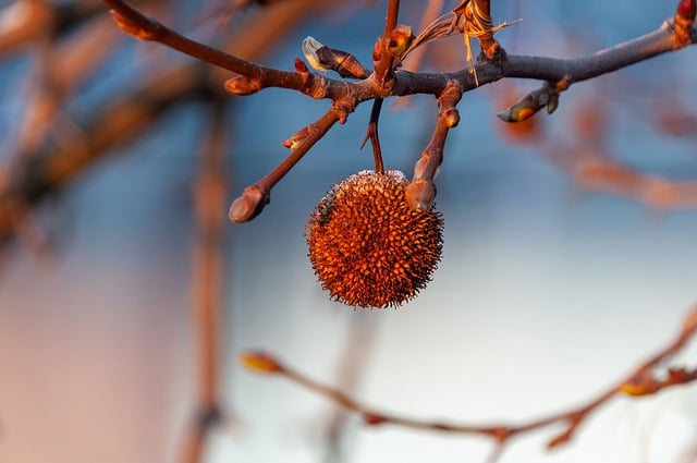 Free download sycamore fruit tree plant winter free picture to be edited with GIMP free online image editor