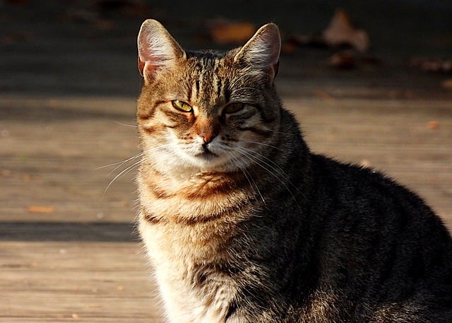 Free download tabby cat cat pet felis catus free picture to be edited with GIMP free online image editor