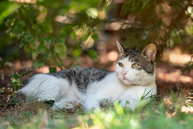 Free download tabby kitten cat lies garden free picture to be edited with GIMP free online image editor