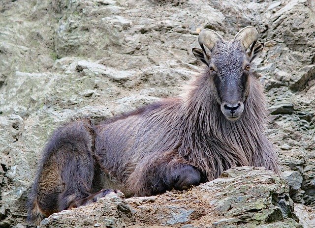 Free download Tahr Himalayan Artiodactyl -  free photo or picture to be edited with GIMP online image editor