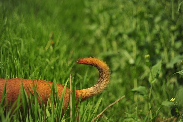 Free download Tail Green Nature -  free photo or picture to be edited with GIMP online image editor