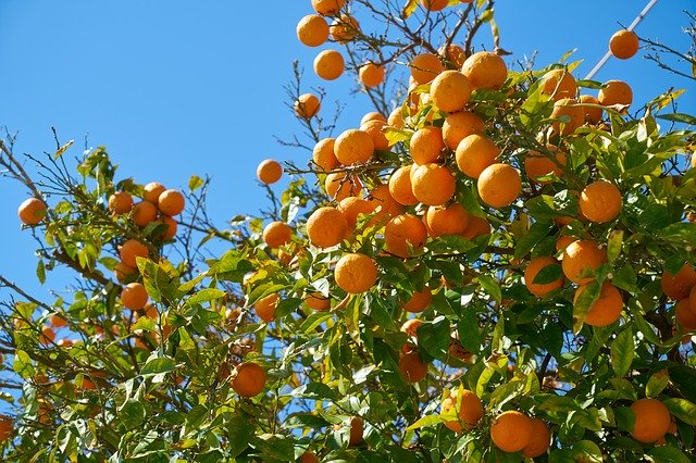 Free download Tangerine Fruit Delicious -  free photo or picture to be edited with GIMP online image editor