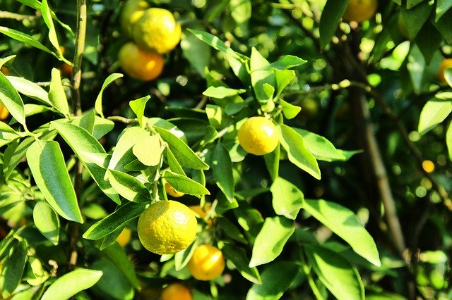 Free download Tangerines Tree Fruit Citrus -  free photo or picture to be edited with GIMP online image editor