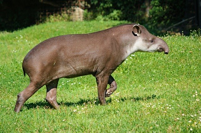 Free download Tapir The South American Animal -  free photo or picture to be edited with GIMP online image editor