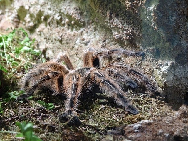 Free download Tarantula Spider Creepy -  free photo or picture to be edited with GIMP online image editor