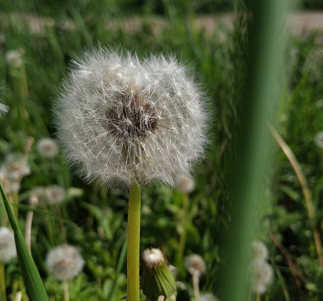 Free download Taraxacum Dandelion Coltsfoot -  free photo or picture to be edited with GIMP online image editor