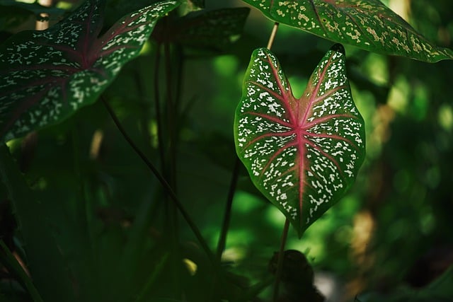 Free download taro caladiums decorative plants free picture to be edited with GIMP free online image editor