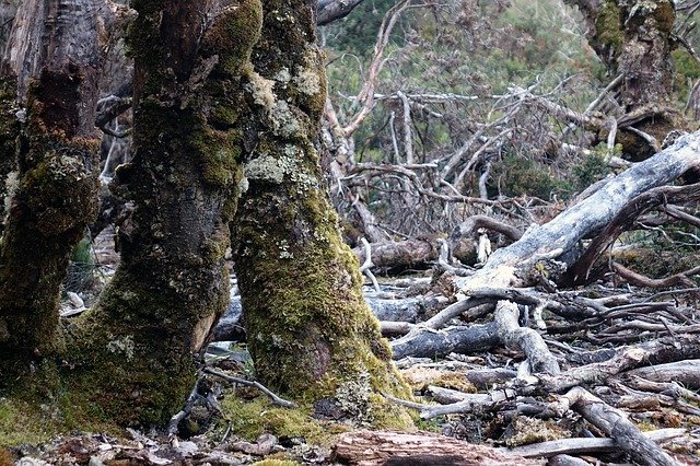 Free download Tasmania Cradle Mountain Australia -  free photo or picture to be edited with GIMP online image editor