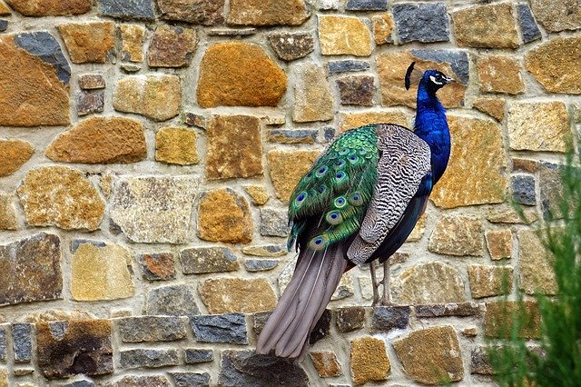 Free download Tasmania Lauceston Cataract Gorge -  free photo or picture to be edited with GIMP online image editor