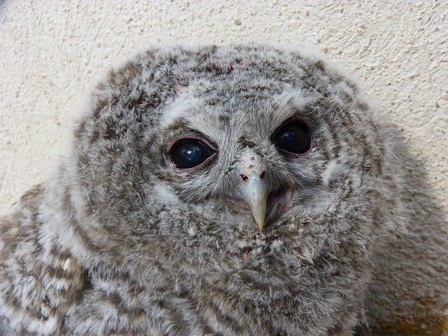 Free download Tawny Owl Gamarús Chicken -  free photo or picture to be edited with GIMP online image editor