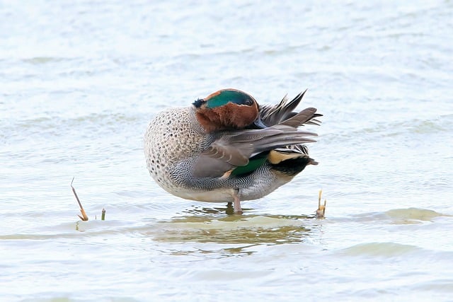 Free download teal duck bird river male free picture to be edited with GIMP free online image editor