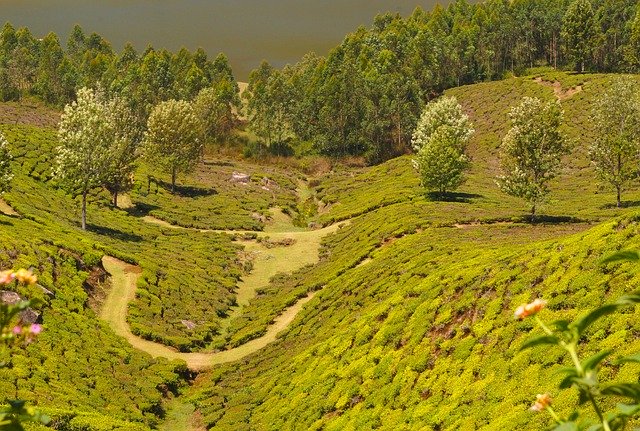 Free download Tea Plantation Mountain -  free photo or picture to be edited with GIMP online image editor