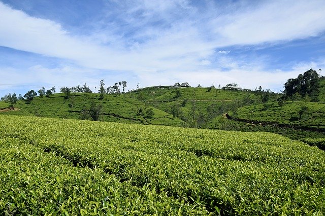 Free download Tea Sri Lanka Ceylon -  free photo or picture to be edited with GIMP online image editor