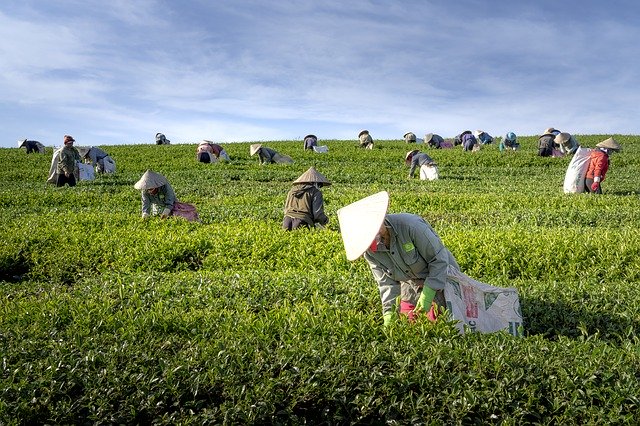 Free download Tea The Farm Vietnam -  free photo or picture to be edited with GIMP online image editor