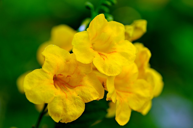 Free download tecoma stan yellow elder free picture to be edited with GIMP free online image editor