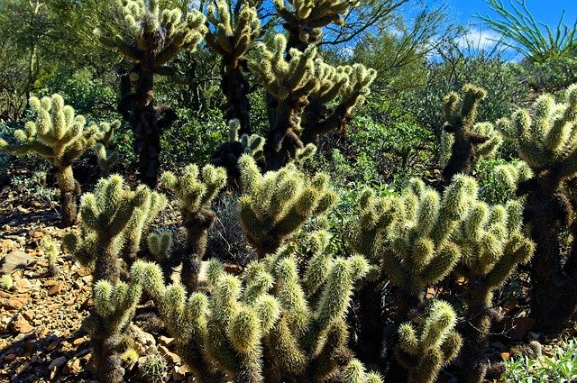 Free download Teddy Bear Cholla Arizona-Sonora -  free photo or picture to be edited with GIMP online image editor