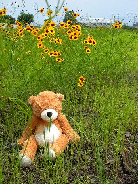 Free download Teddy Bear Daisies Field -  free photo or picture to be edited with GIMP online image editor