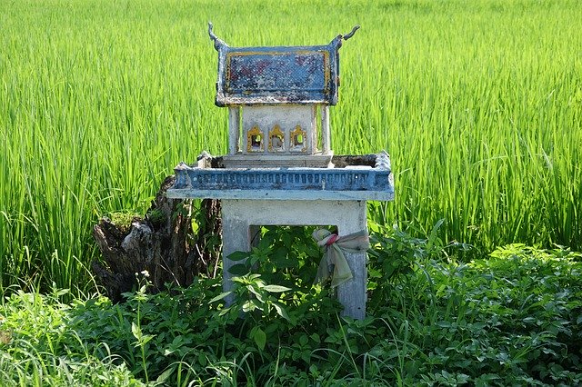 Free download Temple Rice Field Thailand -  free photo or picture to be edited with GIMP online image editor