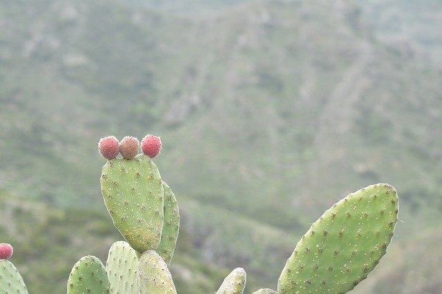 Free download Tenerife Cactus Prickly -  free photo or picture to be edited with GIMP online image editor