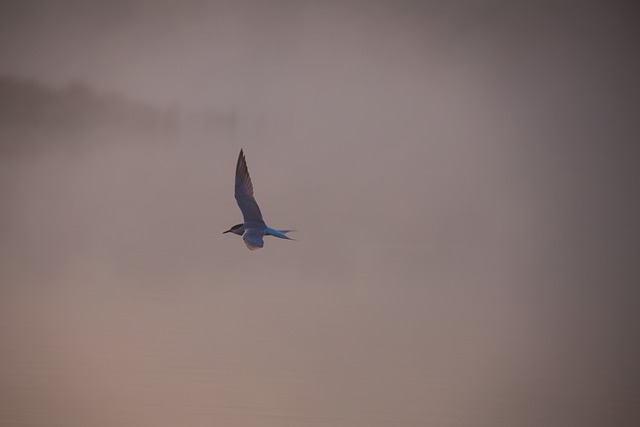 Free download tern in mist common tern tern free picture to be edited with GIMP free online image editor