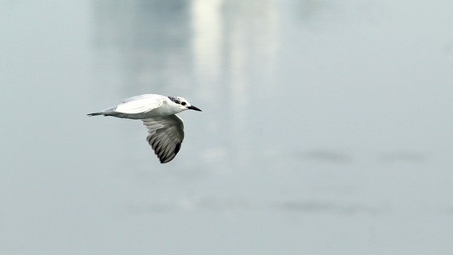 Free download Tern Whiskered Bird -  free photo or picture to be edited with GIMP online image editor