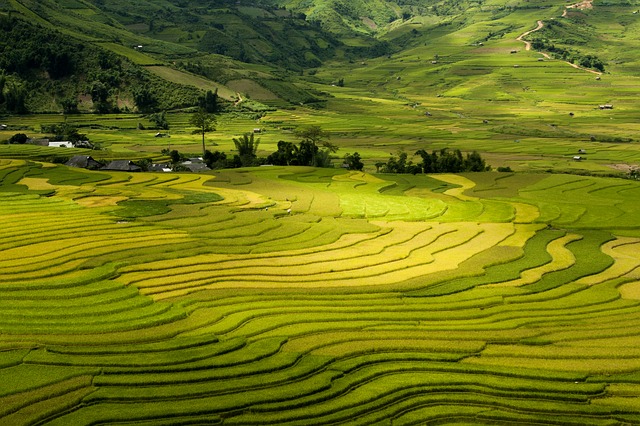 Free download terraces tay bac vietnam sapa free picture to be edited with GIMP free online image editor