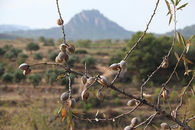 Free download Terra-High Almond Trees Landscape -  free photo or picture to be edited with GIMP online image editor