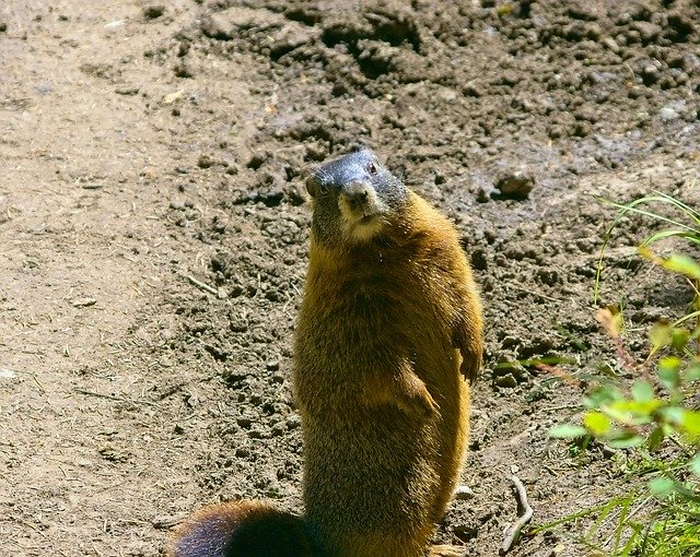 Descarga gratuita Teton Yellow-Bellied Marmot Rock: foto o imagen gratuita para editar con el editor de imágenes en línea GIMP