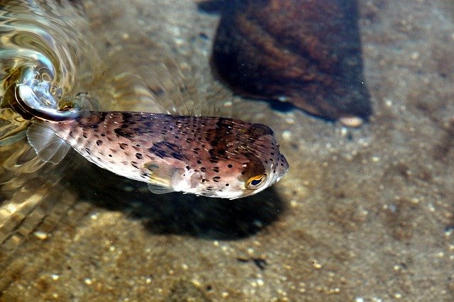 Free download tetraodon puffer fish sea free picture to be edited with GIMP free online image editor