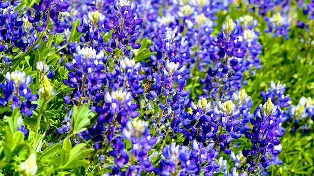 Free download Texas Bluebonnet Honey -  free photo or picture to be edited with GIMP online image editor