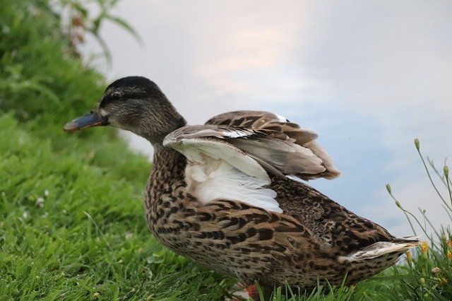 Free download Texel Duck Water -  free photo or picture to be edited with GIMP online image editor