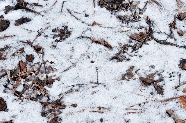 Free download Texture Forest Floor Winter -  free photo or picture to be edited with GIMP online image editor