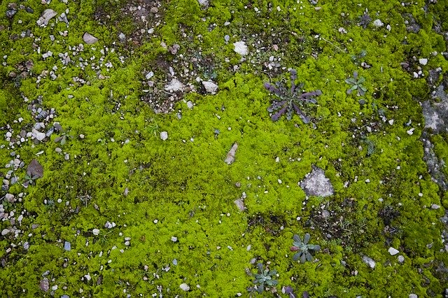 Téléchargement gratuit de Texture Grass Green - photo ou image gratuite à éditer avec l'éditeur d'images en ligne GIMP