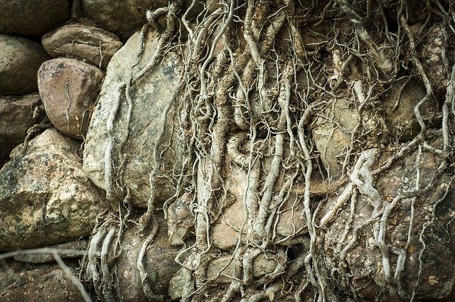 Free download Texture Roots Tree -  free photo or picture to be edited with GIMP online image editor