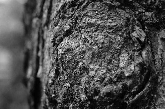 Free download Texture Tree The -  free photo or picture to be edited with GIMP online image editor
