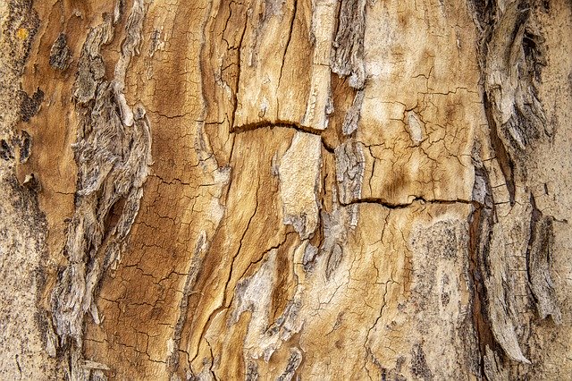 Unduh gratis Texture Tree Wood - foto atau gambar gratis untuk diedit dengan editor gambar online GIMP