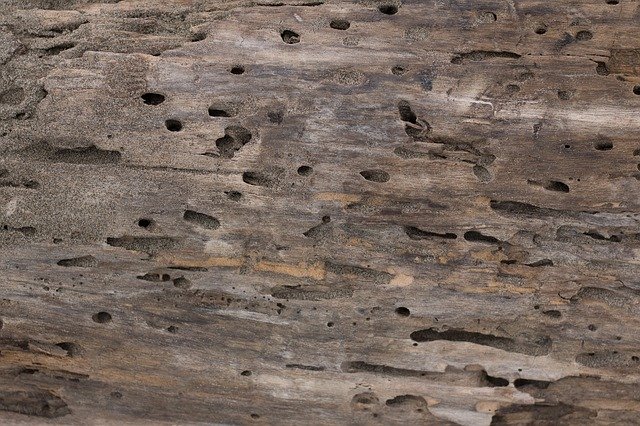 Free download Texture Wood -  free illustration to be edited with GIMP free online image editor