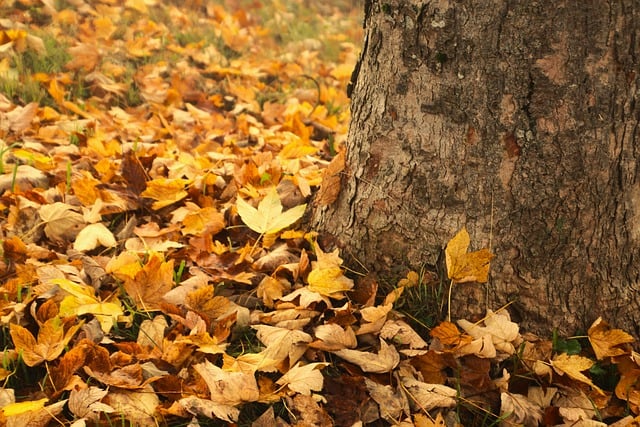 Free download the bark tree autumn leaves free picture to be edited with GIMP free online image editor