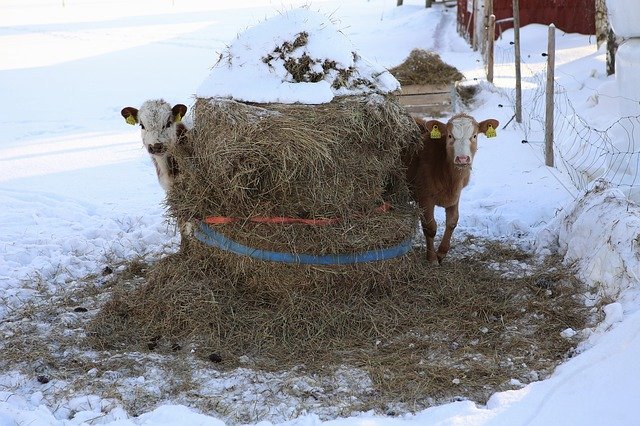 Free download The Cow Bovine A Steer -  free photo or picture to be edited with GIMP online image editor