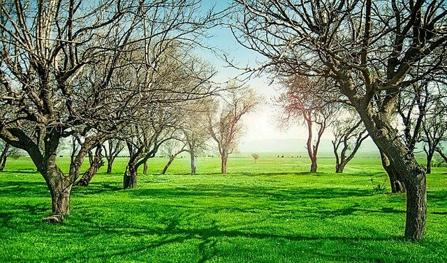 Free download The Field Trees Green -  free photo or picture to be edited with GIMP online image editor