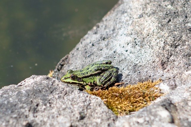 Free download The Frog Green Stone -  free photo or picture to be edited with GIMP online image editor