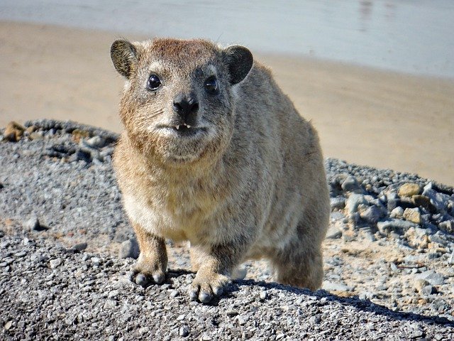 Free download The Hyrax Marmot -  free photo or picture to be edited with GIMP online image editor