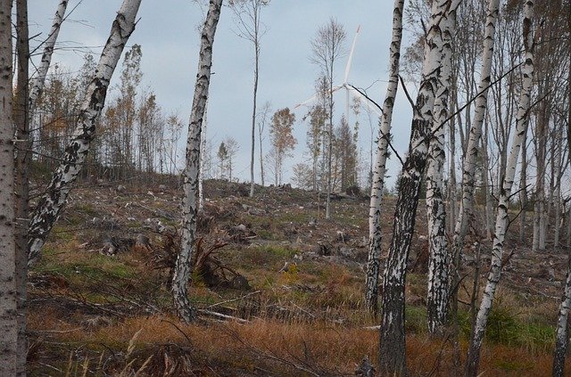 Free download The Jeseníky Mountains Calamity -  free photo or picture to be edited with GIMP online image editor