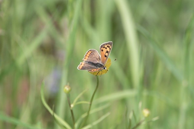 Free download The Large Černokřídlý Butterfly -  free photo or picture to be edited with GIMP online image editor