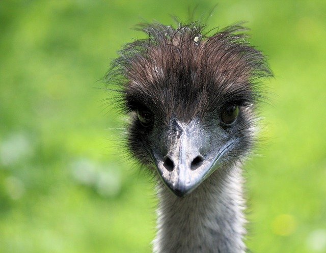 Free download The Ostrich Head Bird -  free photo or picture to be edited with GIMP online image editor