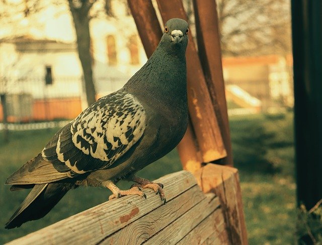 Free download The Pigeon Is Sitting On Bench -  free photo or picture to be edited with GIMP online image editor