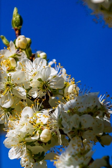 Free download The Plum Tree Flower Spring -  free photo or picture to be edited with GIMP online image editor