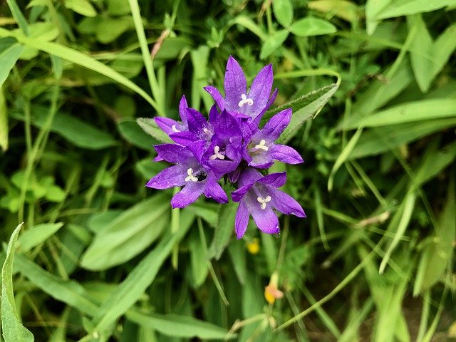 Free download The Purple Flowers Mountains Wild -  free photo or picture to be edited with GIMP online image editor